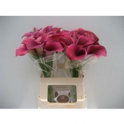  İthal Gala Zantedeschia Captain Promise (10dal-60cm)