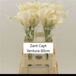  İthal Gala Zantedeschia Captain Ventura (10dal-60 cm)