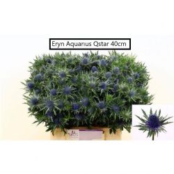  İthal Gar Eryngium Aquar Questar (10 dal-50cm)