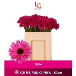  İthal Gerbera Gr Punki Irma (20 Dal-50cm)