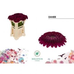  İthal Gerbera Mb Gerponi Danee (10 Dal-50cm)