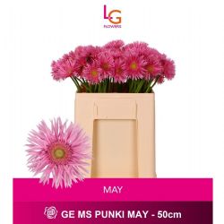  İthal Gerbera Ms Punki May (10 Dal-50cm)