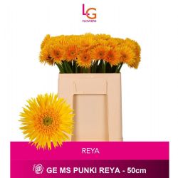 İthal Gerbera Ms Punki Reya (20 Dal-50cm)