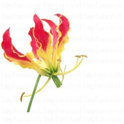  İthal Gloriosa Rothschild (5dal-20cm)