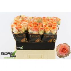  İthal Gül 50 cm Colosseum (10 dal)