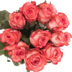  İthal Gül 50 cm İcon (10 dal)