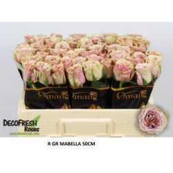  İthal Gül 50 cm Mabella (10 dal)