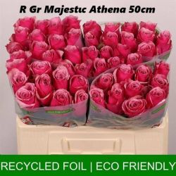  İthal Gül 50 cm Majestic Athena (10 dal)