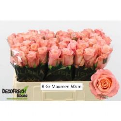  İthal Gül 50 cm Maureen (10 dal)