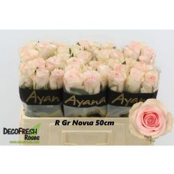  İthal Gül 50 cm Novia (10 Dal)