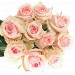  İthal Gül 50 cm Revival Sweet (10 dal)