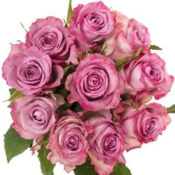  İthal Gül 50 cm Thriller (10 dal)
