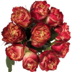  İthal Gül 50cm Apple Jack (10 dal)