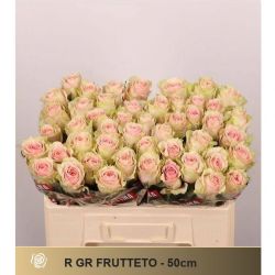  İthal Gül 50cm Frutteto (10 dal)