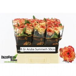  İthal Gül 60 cm Aruba Summerh (10 dal)