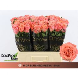  İthal Gül 60 cm Blushing Reeva (10 dal)