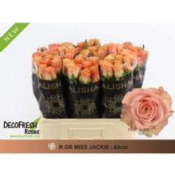  İthal Gül 60 cm Miss Jackie (10dal)