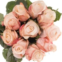  İthal Gül 60 cm Pomarosa (10dal)