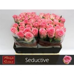  İthal Gül 60 cm Seductive (10dal)