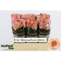  İthal Gül 70 cm Moccachino (10 dal)