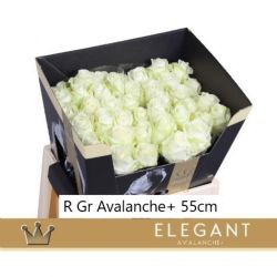  İthal Gül Avalanche (10 dal-55cm)