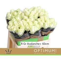  İthal Gül Avalanche (10 dal-60cm)
