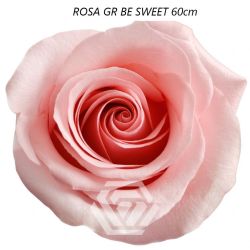  İthal Gül Be Sweet (Ekvator Gül-25 dal-60cm)