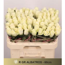  İthal Gül Beyaz 60 cm Albatros (10 dal)