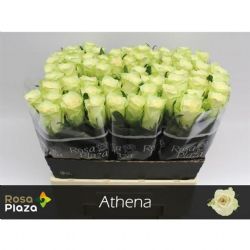  İthal  Gül    Beyaz 60 cm Athena (10 dal)