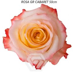  İthal Gül Cabaret (Ekvator Gül-25 dal-50cm)