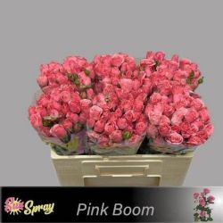  İthal Gül Çardak 40 cm Pink Boom (10 dal)