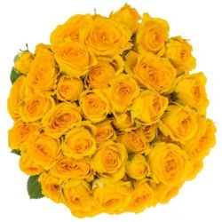  İthal Gül Çardak 40 cm Ramona (10dal)