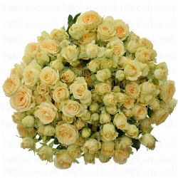  İthal Gül Çardak 40 cm Salinero (10dal)