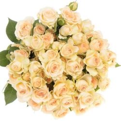  İthal Gül Çardak 40 cm Sancerre (10dal)