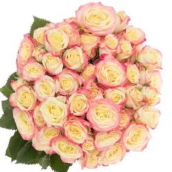  İthal Gül Çardak 50 cm Candelicious (10 Dal)