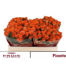  İthal Gül Çardak 50 cm Picanto (10dal)