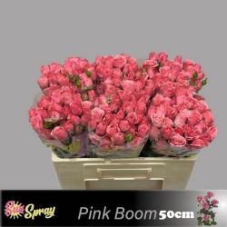  İthal Gül Çardak 50 cm Pink Boom (10 dal)
