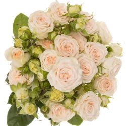  İthal Gül Çardak 50 cm Sofie (10dal)