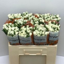  İthal Gül Çardak 50 cm Viviane (10dal)