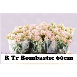  İthal Gül Çardak 60 cm Bombastic (10 Dal)