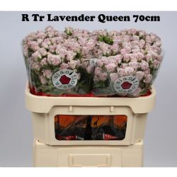  İthal Gül Çardak 60 cm Lavender Queen (10dal)