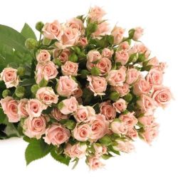  İthal Gül Çardak 60 cm Lydia (10 dal)