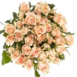  İthal Gül Çardak 60 cm Sweet Sara (10dal)