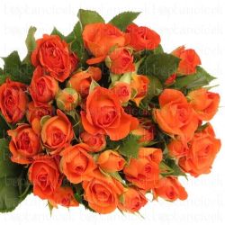  İthal Gül Çardak 70 cm Babe (10dal)