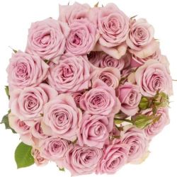  İthal Gül Çardak 70 cm Leila (10dal)