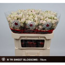  İthal Gül Çardak 70 cm Sweet Blossoms (10dal)