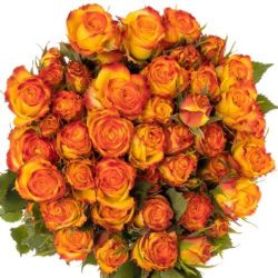  İthal Gül Çardak Eyeliner (10dal-60cm)