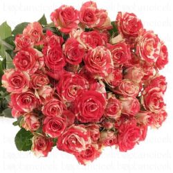  İthal Gül Çardak Fireworks (10dal-50cm)