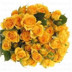  İthal Gül Çardak Mariah (10dal-40cm)