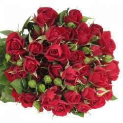  İthal Gül Çardak Rubicon (10dal-40cm)